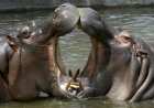 Lac Édouard : Des hippopotames tuent deux pêcheurs Congolais à Kyavinyonge.