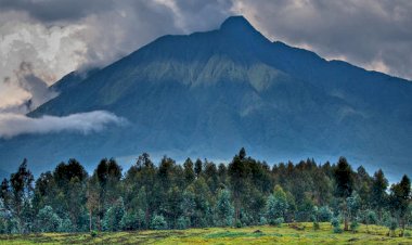 Défrichage route beni-kasidi : le maire et l’ICCN ne parlent pas le même langage