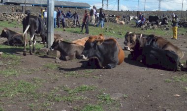 Affaire vaches volées dans la ferme Kasuku, qui est derrière ?