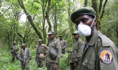 Nord-Kivu : 4 éco-gardes blessés, bilan d’une attaque armée à Nyamilima dans le Parc national des Virunga