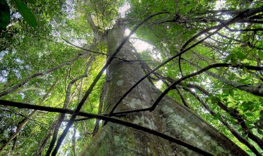 Environnement : Greenpeace Afrique invite Eve Bazaiba à démontrer un nouvel élan en respectant les lois congolaises et les obligations internationales de la RDC