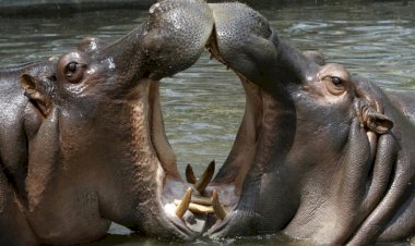 Lac Édouard : Des hippopotames tuent deux pêcheurs Congolais à Kyavinyonge.