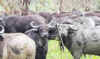 Rutshuru : un buffle blesse cinq personnes à Kitarama