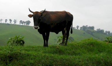 Nord Kivu : la reprise des affrontements entre le M23 et les wazalendu à Masisi