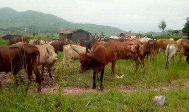 Nord-Kivu : Tout acte du M23 profite au Rwanda (Ngalukiye)