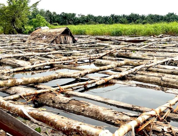 Permis politiques, clientélisme et illégalités, qui profite de l’exploitation artisanale du bois d’œuvre en RDC ?