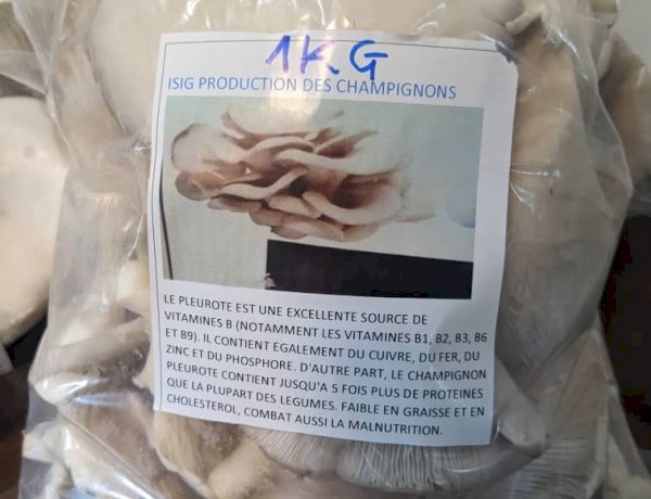 ISIG-Goma lance une production innovante de champignons pour autonomiser ses étudiants