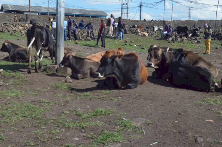 Affaire vaches volées dans la ferme Kasuku, qui est derrière ?
