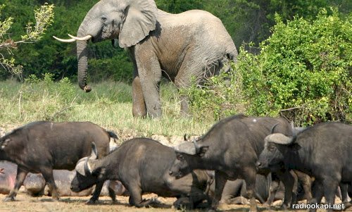 Tanganyika : les éléphants dévastent des champs à Kiluba