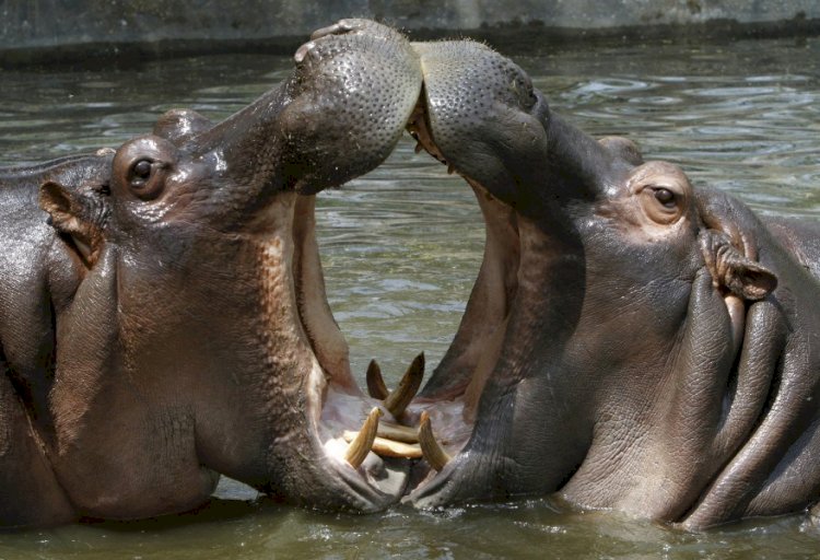 Lac Édouard : Des hippopotames tuent deux pêcheurs Congolais à Kyavinyonge.