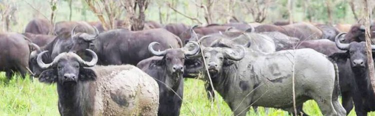 Rutshuru : un buffle blesse cinq personnes à Kitarama