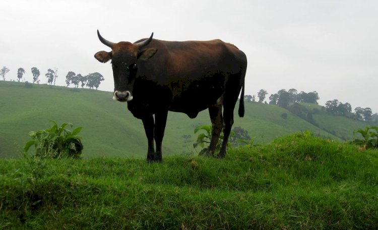 Nord Kivu : la reprise des affrontements entre le M23 et les wazalendu à Masisi