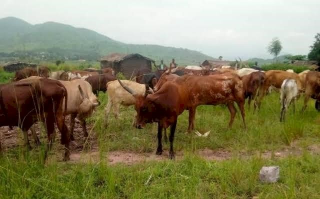 Nord-Kivu : Tout acte du M23 profite au Rwanda (Ngalukiye)